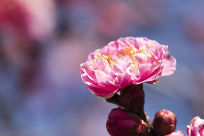 Close-up of pink flowers