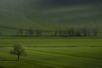 Scenic view of agricultural field