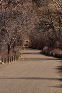 Empty road along trees