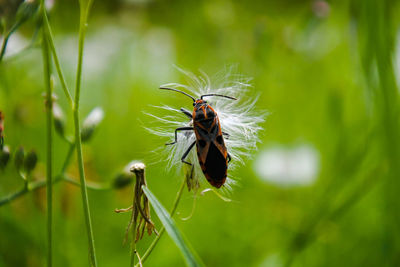 Close-up of insect on plant