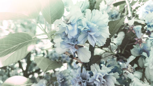 Close-up of white flowering plants