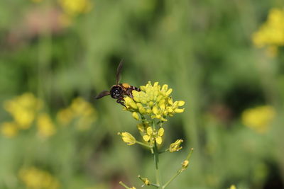 Close-up of bee pollinating on flower