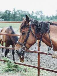 Horse standing on field