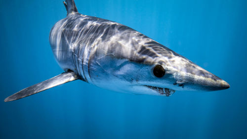 Mexico, baja california, underwater view of shortfin mako shark (isurus oxyrinchus)