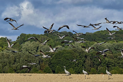 Seagulls flying in the sky