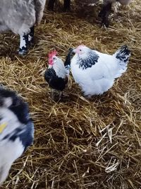 High angle view of birds on hay