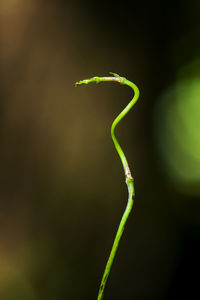 Close-up of green plant