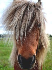 Close-up of a horse