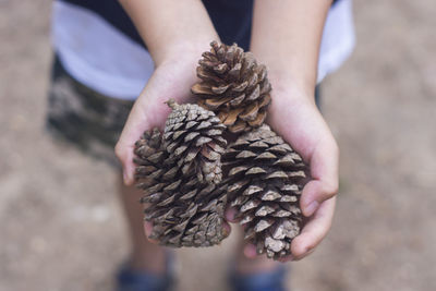 Midsection of person holding pine cone