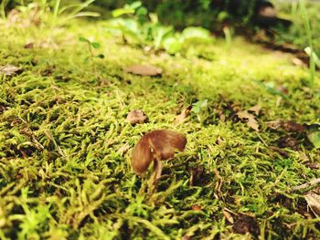 Close-up of mushroom in field