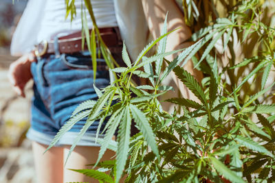 Midsection of woman standing by cannabis plant