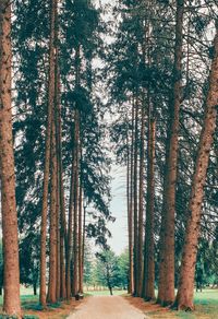 Trees in forest