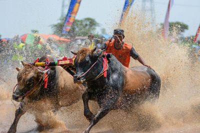 Young man riding bull during pacu jawi