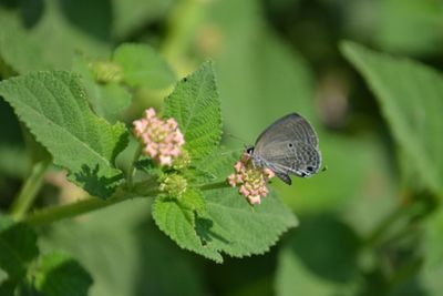 Close-up of insect on plant