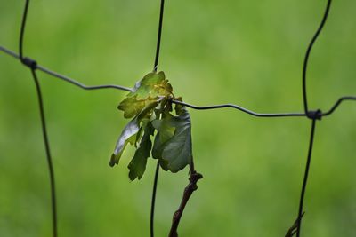 Close-up of insect on plant