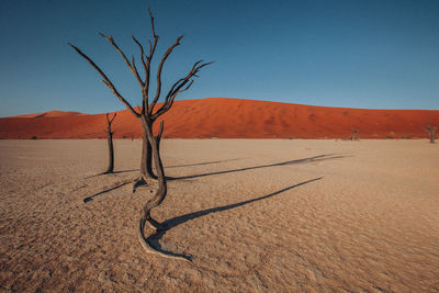 Bare tree on sand dune against clear sky