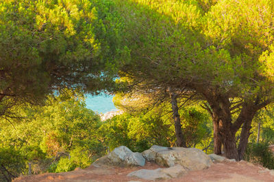 Trees reflecting in water