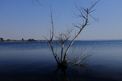 Bare tree by sea against clear blue sky