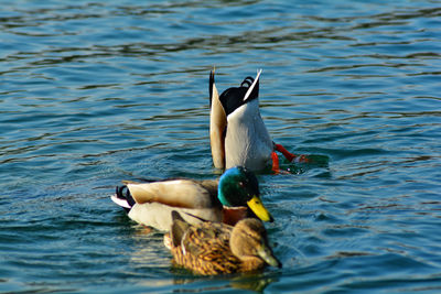 Duck swimming in lake