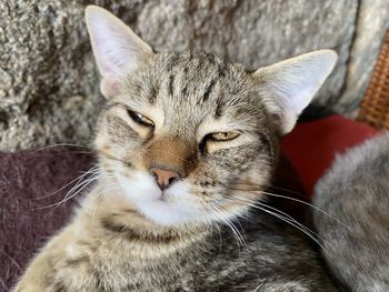 Close-up portrait of a cat