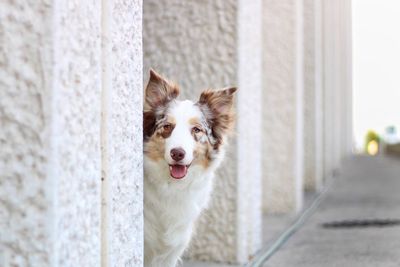 Portrait of a dog