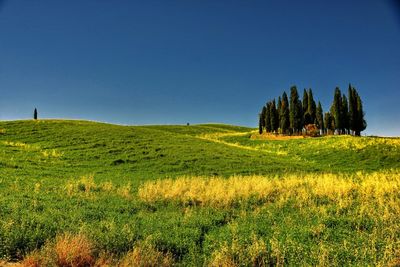 Scenic view of field against clear blue sky
