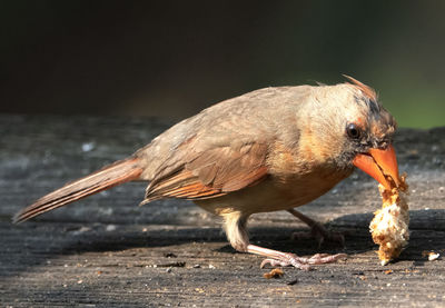 Close-up of bird perching on wood