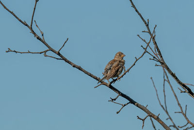 Low angle view of bird perching on branch against sky