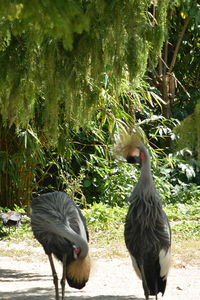 View of two birds on field