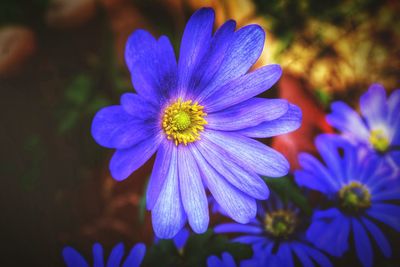 Close-up of purple flowering plant