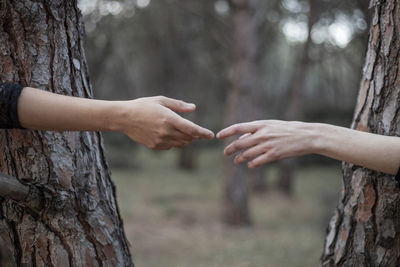 Cropped hands of women reaching by tree trunks