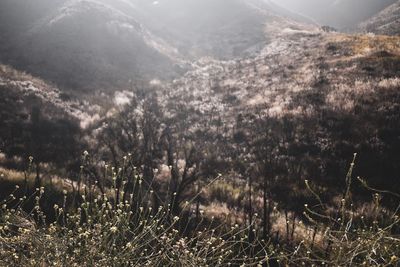 Scenic view of field against mountains