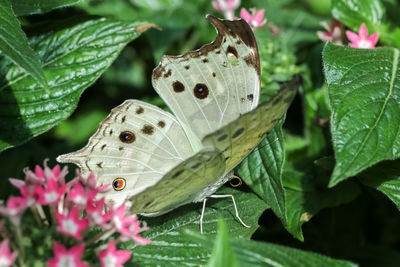 Close-up of butterfly pollinating flower