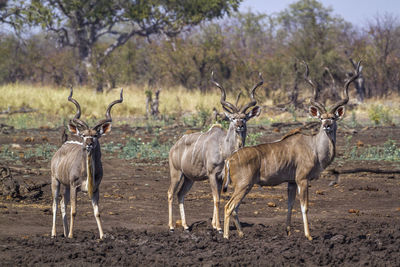 Deer standing on land in forest