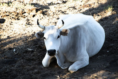 Cow standing in a field