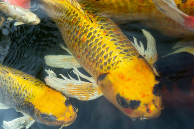 Close-up of fish swimming in sea