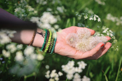 Cropped hand of woman holding plant