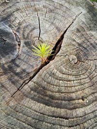 Close-up of tree trunk