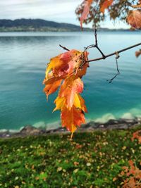 Close-up of orange leaves on plant during autumn