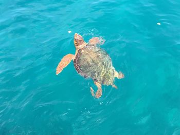 High angle view of turtle swimming in sea