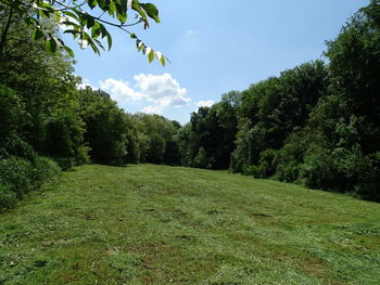 Scenic view of trees on field against sky