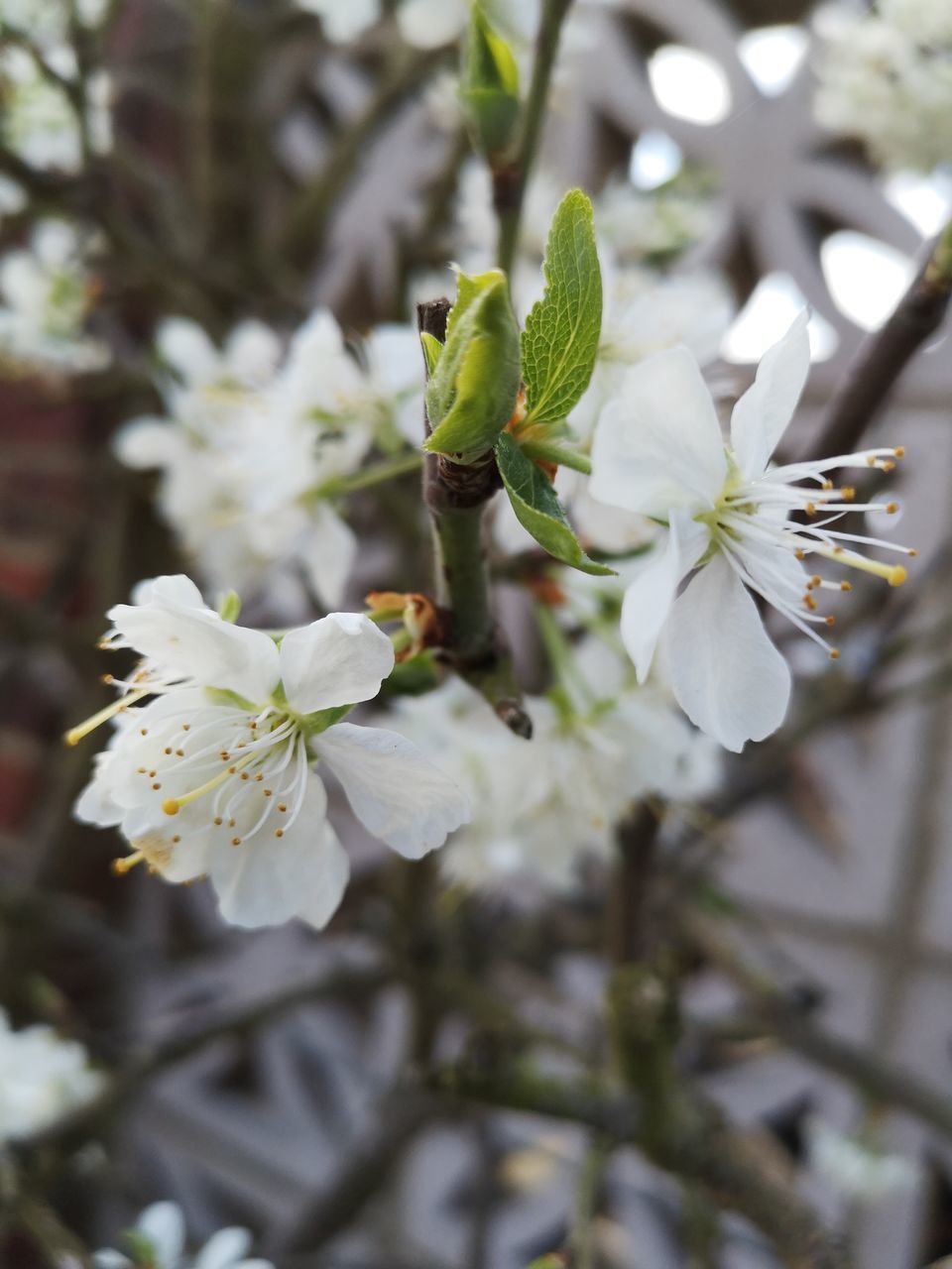 CLOSE-UP OF WHITE CHERRY BLOSSOM TREE