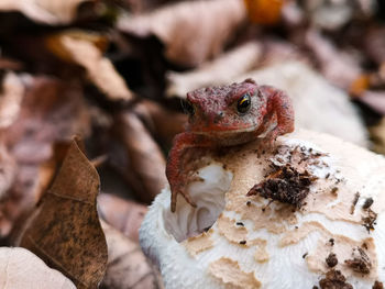 Close-up of a lizard