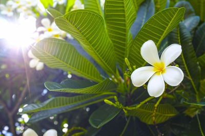 Close-up of frangipani blooming outdoors