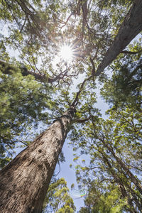 Low angle view of trees against sky on sunny day