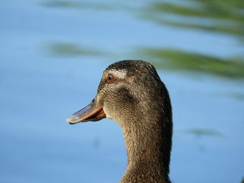 Close-up of duck swimming in lake