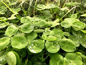 Close-up of wet plants