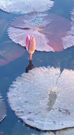 Pink flower floating on water in lake