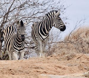 Zebras standing in a field