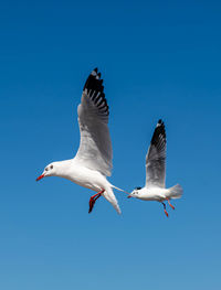 Seagulls flying in the sunny clear blue sky.